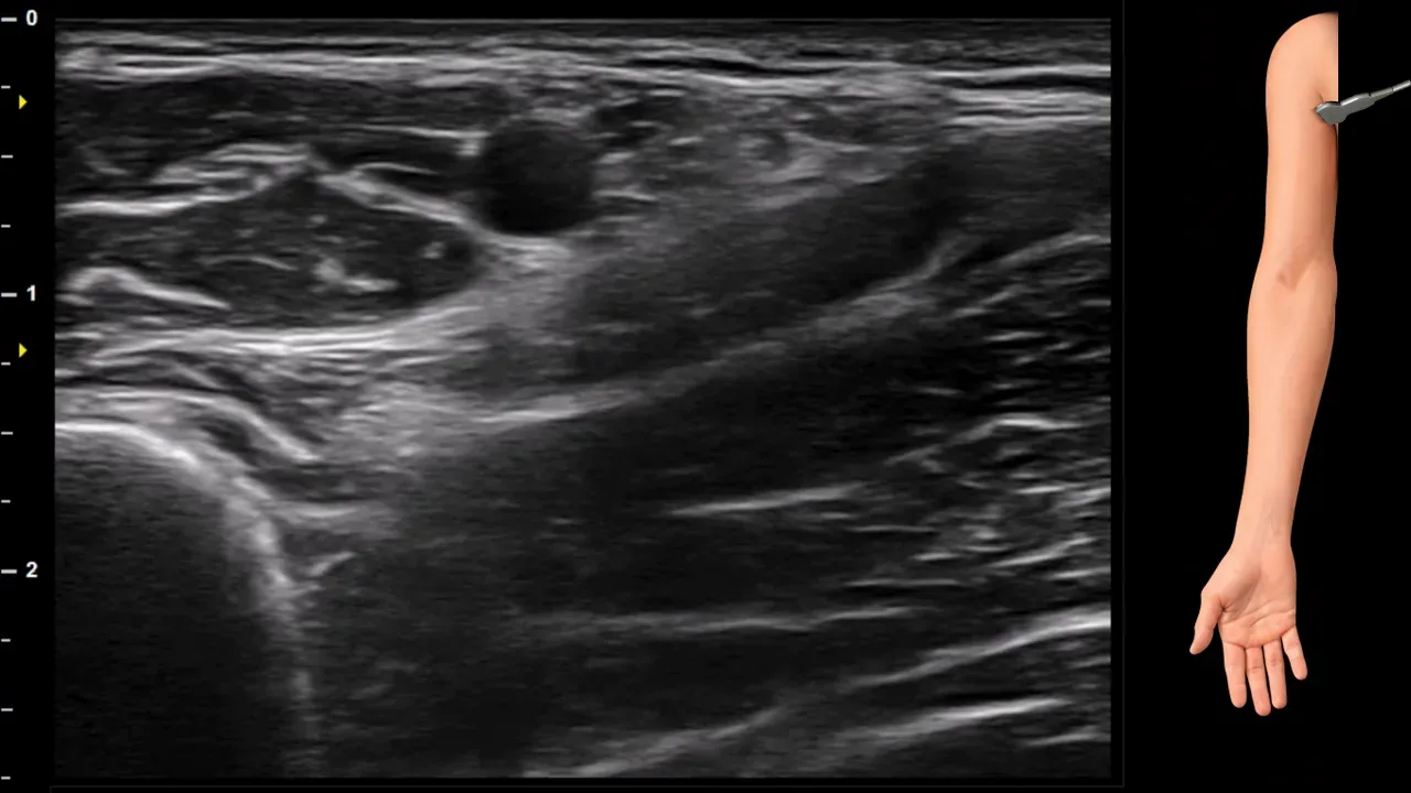 Figure 1 without labels